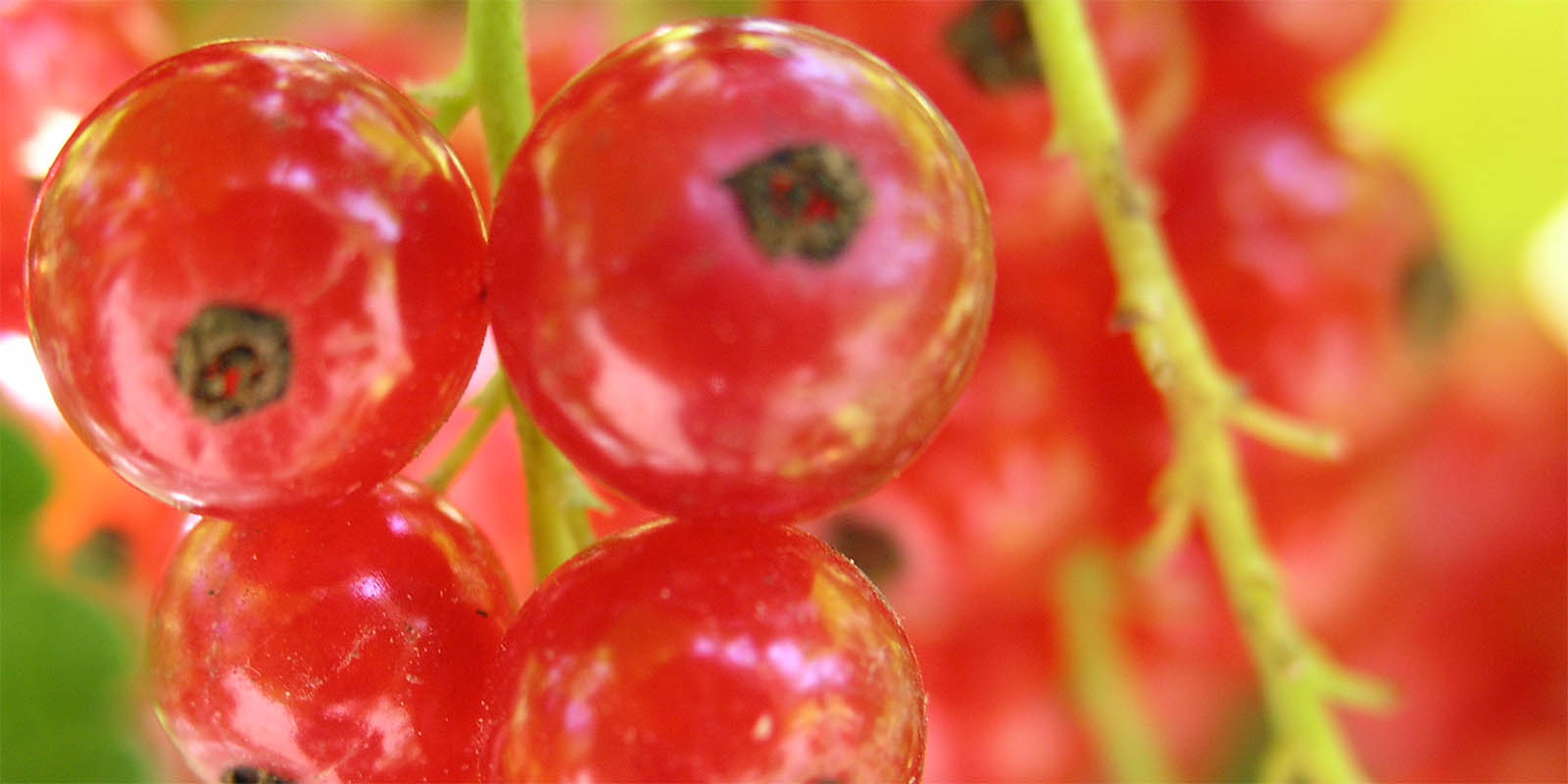 Photo of red currants