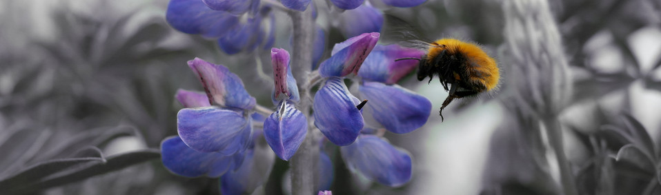 An orange bee hovering a purple lupinus flower with a grayed out background