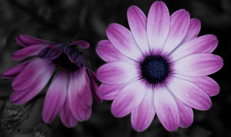 Two daisy flowers with white pedals that fade into purple with a dark purple center. The background is dark, out of focus and has no colors