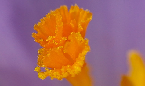 The orange inner parts of a crocus flower on a light purple background. The pollen is barely visible at the edges