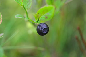 A blue berry