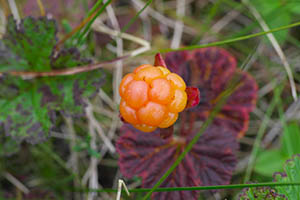 An orange berry