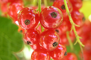 A red berry