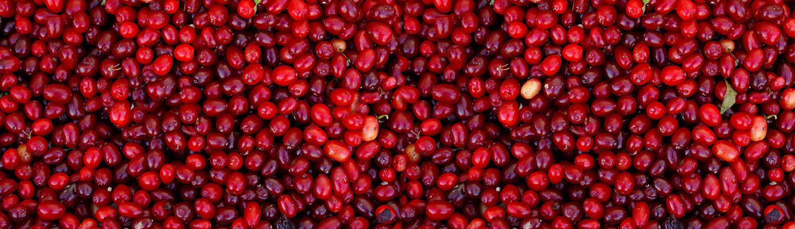 An image of red cranberries