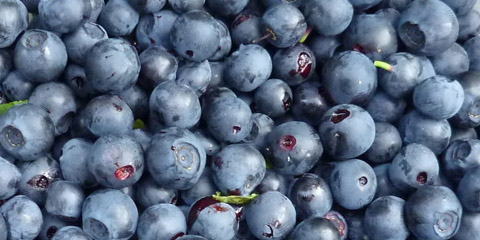 Berries which have a blue colour